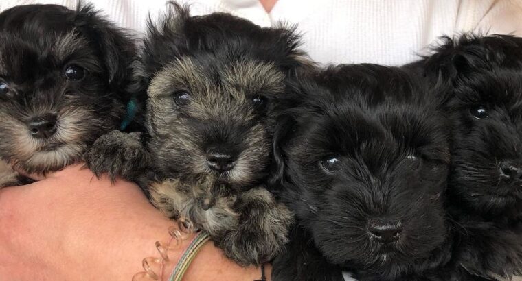 Quality Standard Schnauzer Puppies