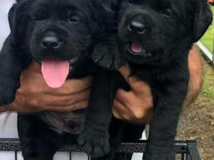beautiful puppies near me for sale