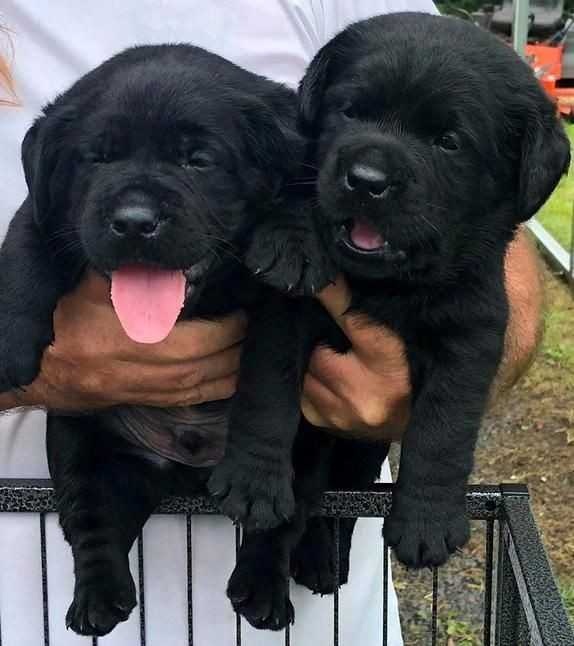 beautiful puppies near me for sale