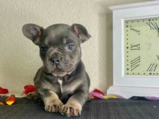 QUALITY ADORABLE FRENCHIES AVAILABLE