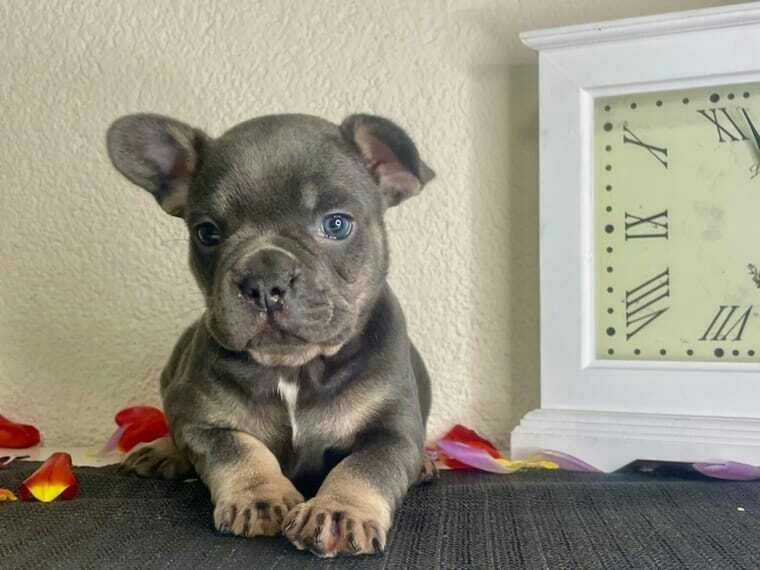 QUALITY ADORABLE FRENCHIES AVAILABLE