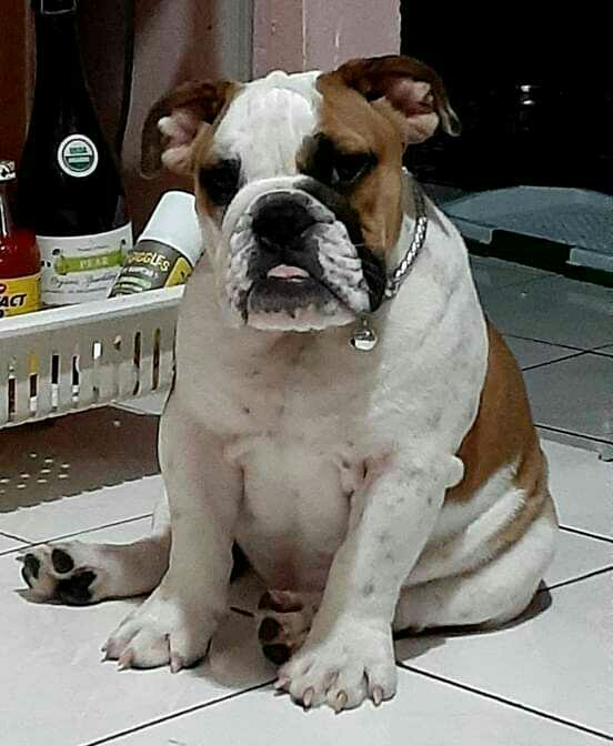Stunning Homegrown English Bully Available!!