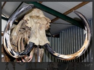 A Complete Skeleton of a Male Mammoth