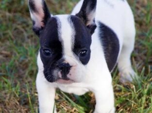 teacup puppies for sale in ca