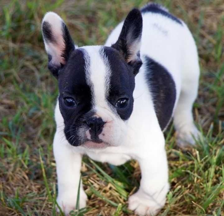 teacup puppies for sale in ca