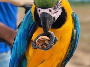 ringneck parrots