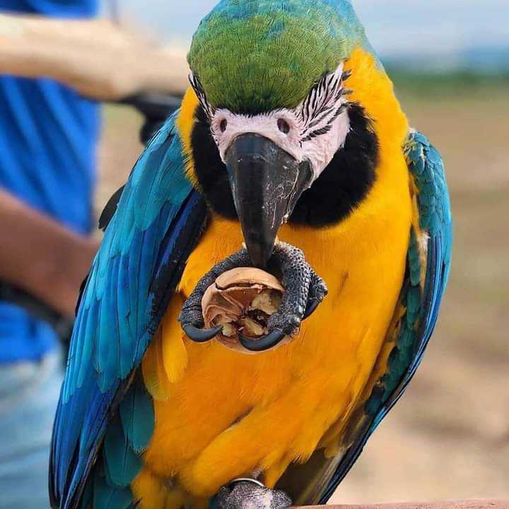 ringneck parrots