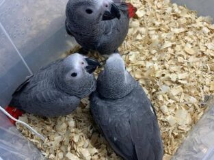African gray parrot’s available for sale