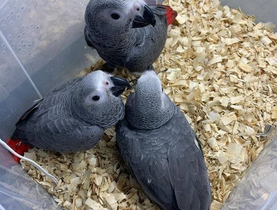 African gray parrot’s available for sale