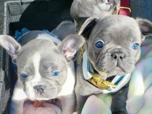 lovely French bulldog puppies for sell