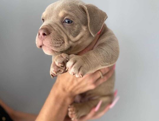 lovely bulldog