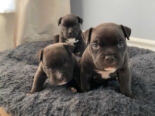 lovely bulldog puppies for sale