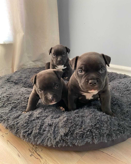 lovely bulldog puppies for sale