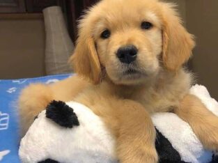Cute golden retriever puppies ready for rehoming