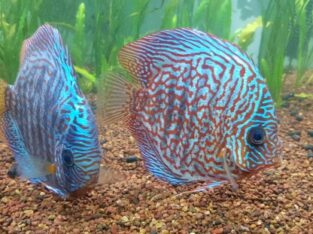 Discus Fish for sale