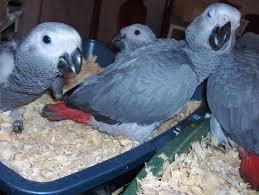 AFRICAN GREY PARROTS FOR ADOPTION