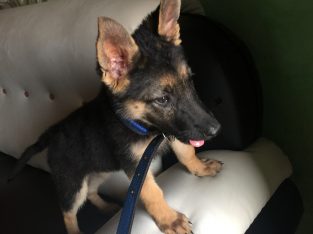 German Shepherd Puppies