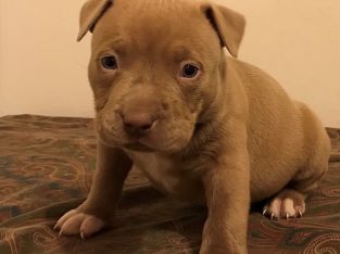 Pit bull puppies a