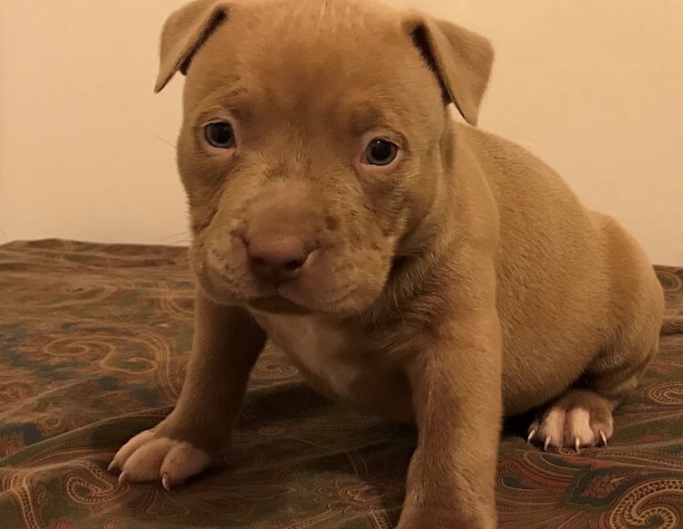 Pit bull puppies a