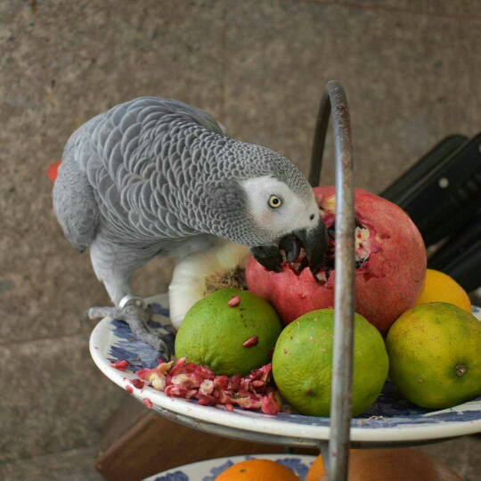 Adorable African grey parrot