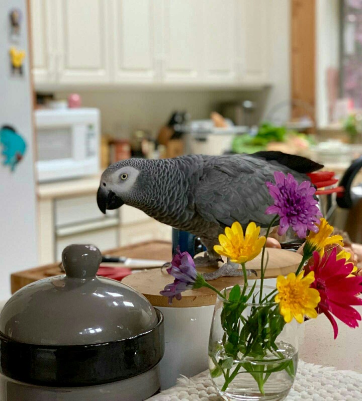 well train African grey parrots