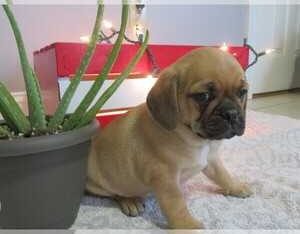 pug puppies available for good home