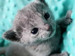 gorgeous British shorthair kittens