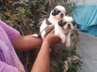 Shih-Tuz puppies for sale +918886761188