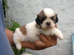 Shih-Tuz Puppies for sale +918886761188
