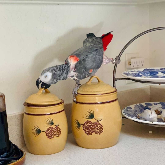 African grey  for sale