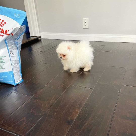 Pomeranian puppies available for sale