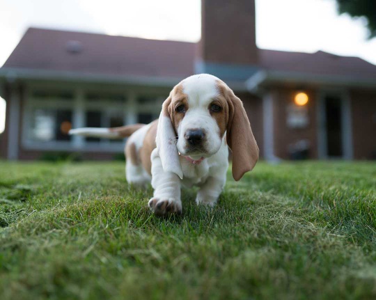 Bassett hound for sale