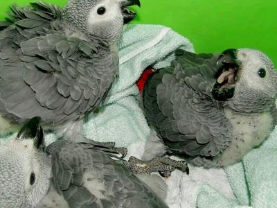 African greys for sale