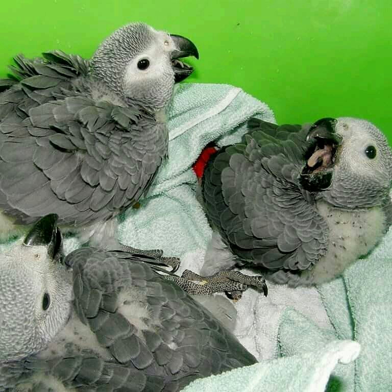 African greys for sale