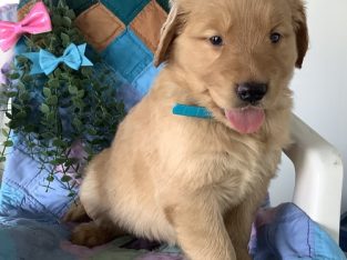 Goldendoodle puppies for sale