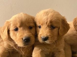 Golden Retriever puppy for sale in Tennessee
