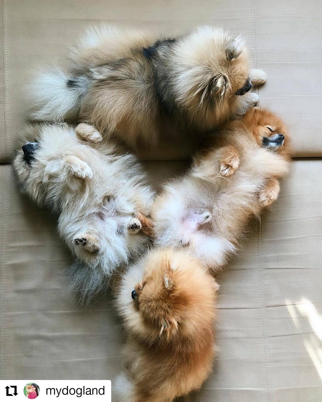 available spitz puppies