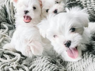 potty trained Maltese puppies for sale