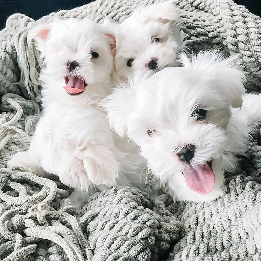 potty trained Maltese puppies for sale