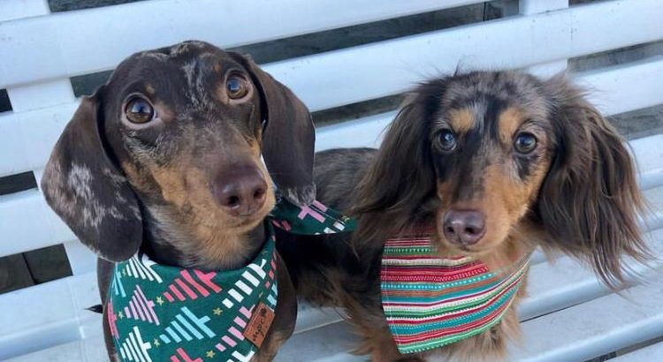 long hair dachshund puppy