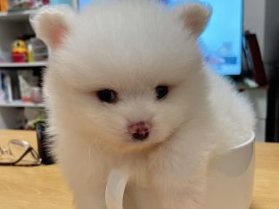 Male and female pomeranian puppy ready for a new home