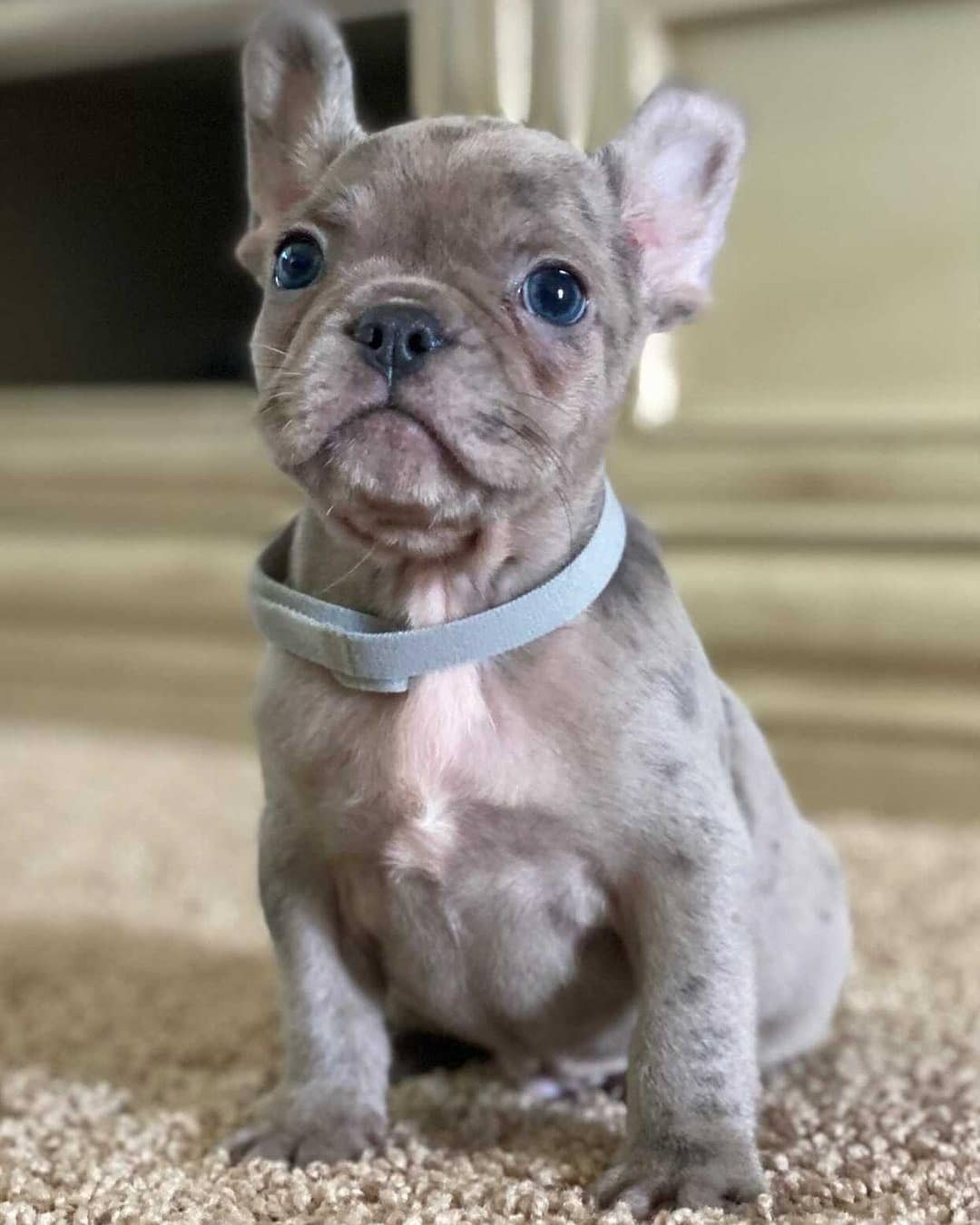 Beautiful French bulldog Puppy Looking For A New Home