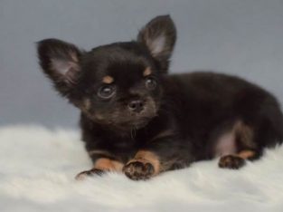 chihuahua pup ready for it forever home