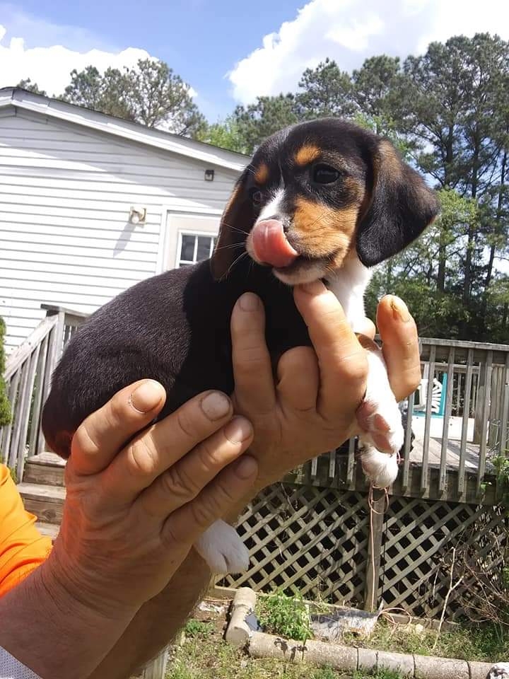 adorable beagle pupies