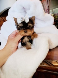 Teacup yorkie for sale text us at +1(862)243 8219