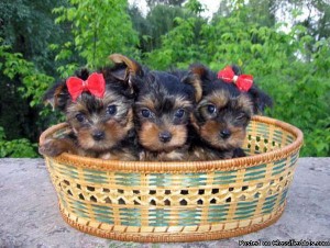 Top Quality Teacup Yorkie Puppies For sale text us +1(862)243 8219