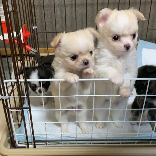 Beautiful charming mini Chihuahua puppies