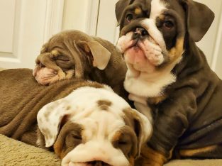 english bulldog puppies