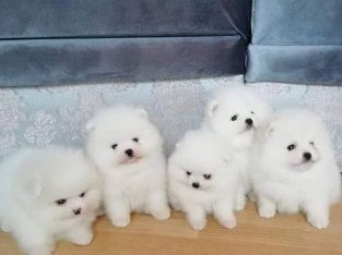 Teacup Pomeranian Puppies