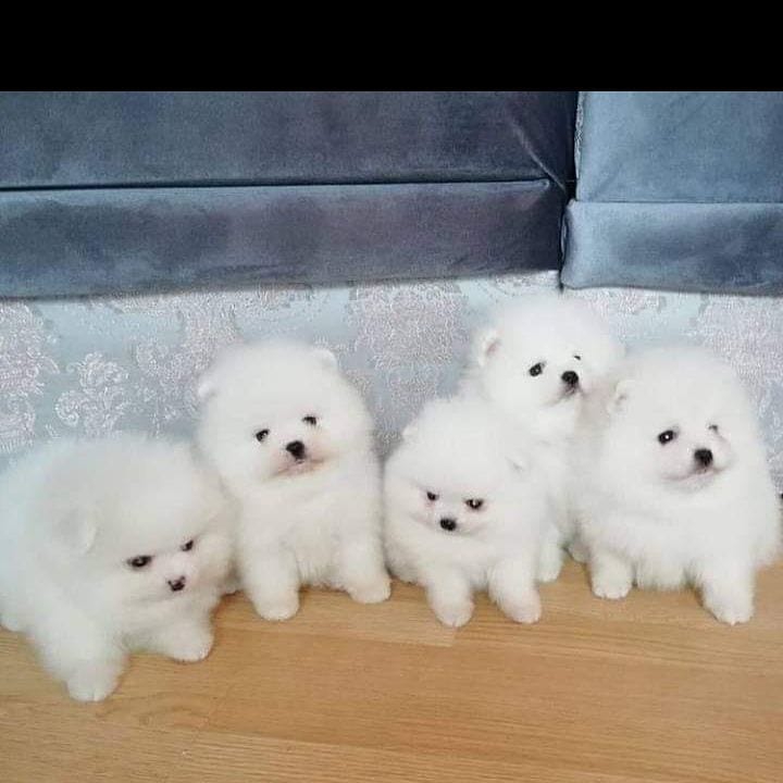 Teacup Pomeranian Puppies